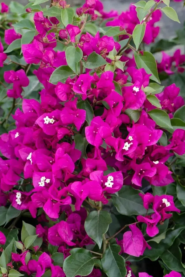 Purple_Bougainville_Organic_Bougainvillea_Plant