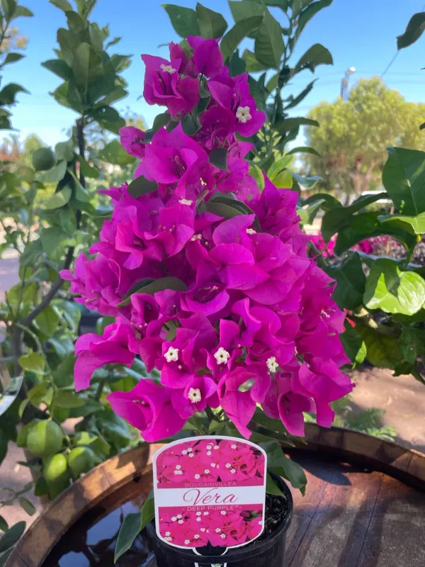Purple_Bougainville_Organic_Bougainvillea_Plant