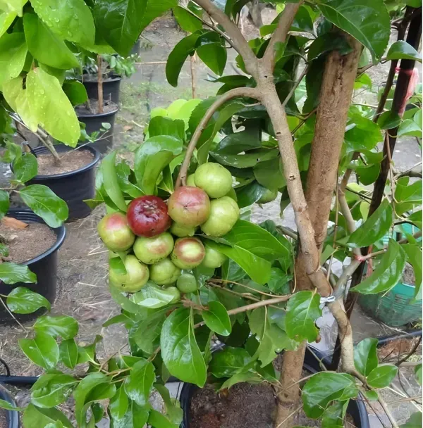Manila_Ball_Cherry_Plant_Organic