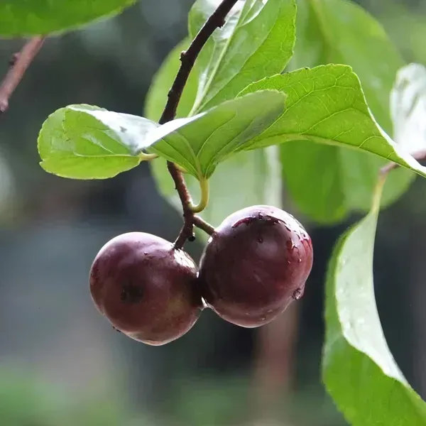 Manila_Ball_Cherry_Plant_Organic