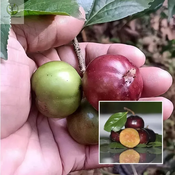 Manila_Ball_Cherry_Plant_Organic
