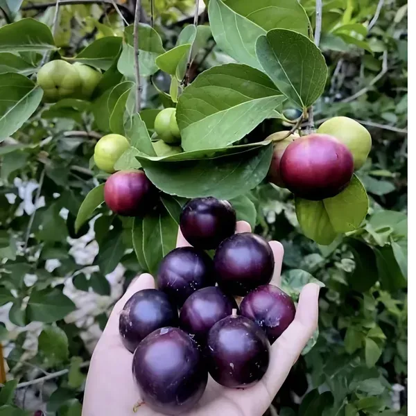 Manila_Ball_Cherry_Plant_Organic