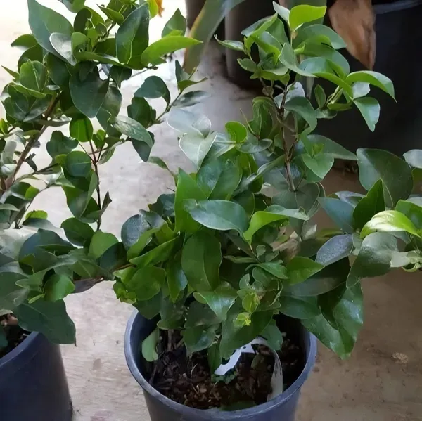 Manila_Ball_Cherry_Plant_Organic