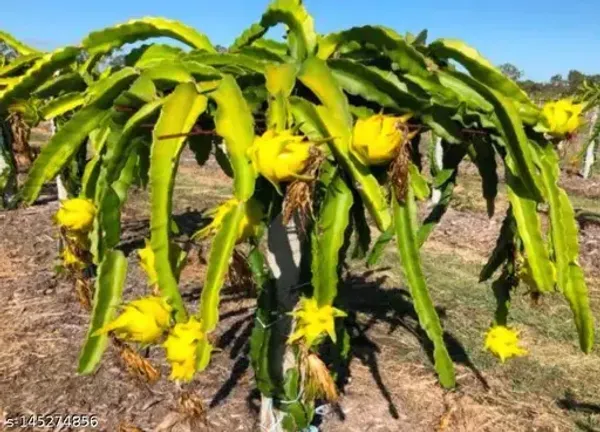 Yellow_Dragon_Plant_Organic_Fruit