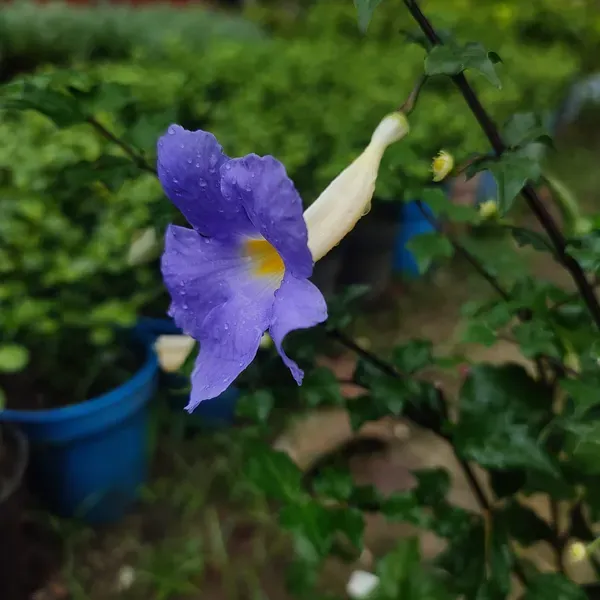 Bluethanbergia_Plant_Organic_Blue_Thunbergia