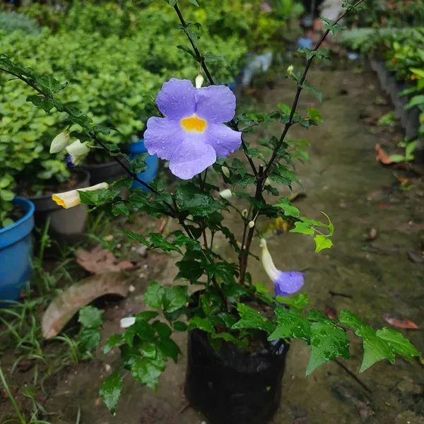 Bluethanbergia_Plant_Organic_Blue_Thunbergia