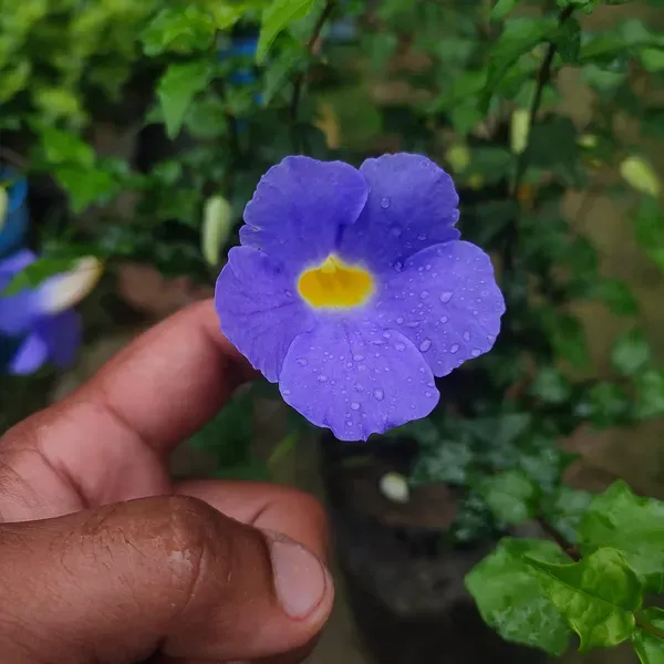 Bluethanbergia_Plant_Organic_Blue_Thunbergia