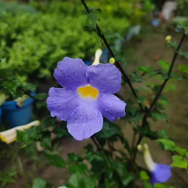 Bluethanbergia_Plant_Organic_Blue_Thunbergia
