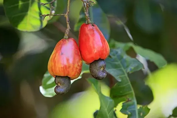 Kaju_Plant_Dwarf_Organic_Cashew