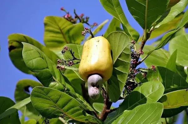 Kaju_Plant_Dwarf_Organic_Cashew