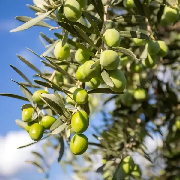 Sweet_Olive__Organic_Ornamental_Plant_For_Home