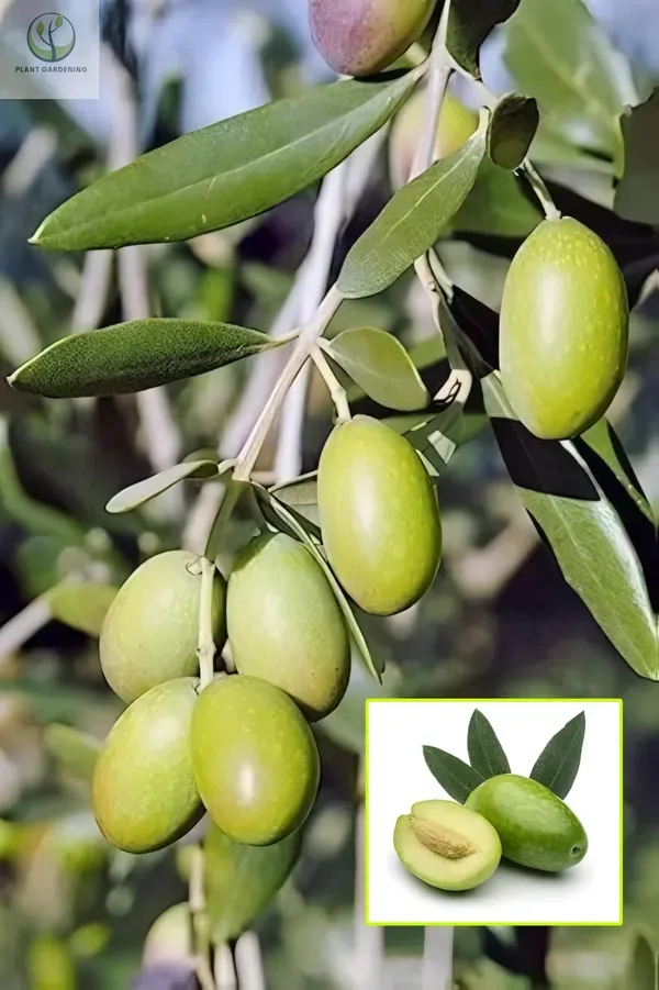 Sweet_Olive__Organic_Ornamental_Plant_For_Home