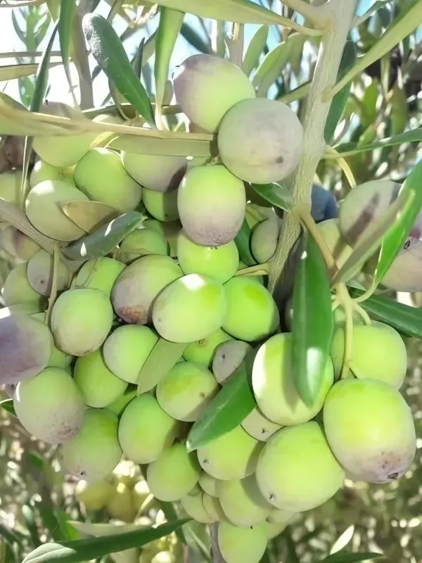 Sweet_Olive__Organic_Ornamental_Plant_For_Home