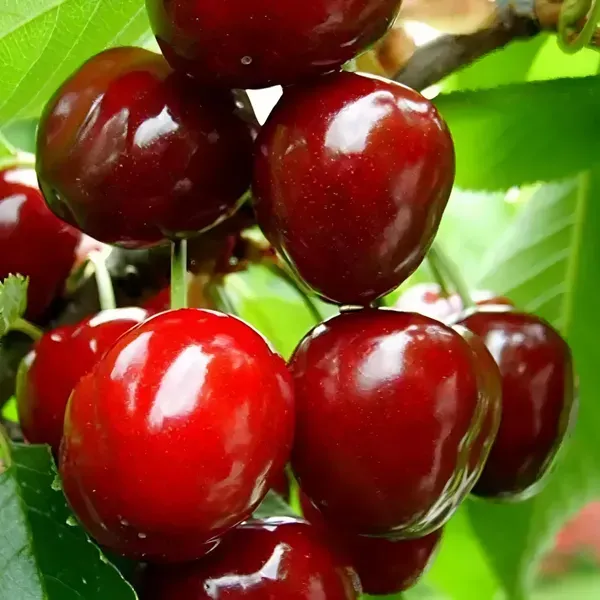 Malyan_Cherry___Organic_Plant_For_Home