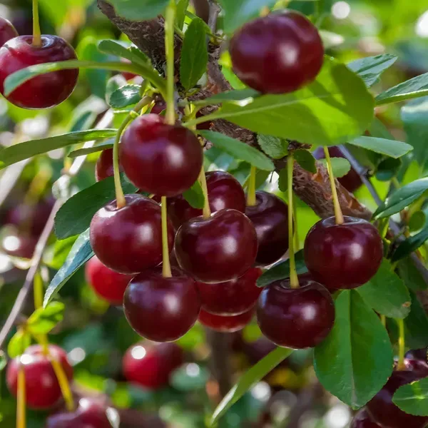 Malyan_Cherry___Organic_Plant_For_Home