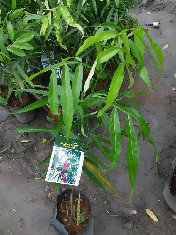 Malyan_Cherry___Organic_Plant_For_Home