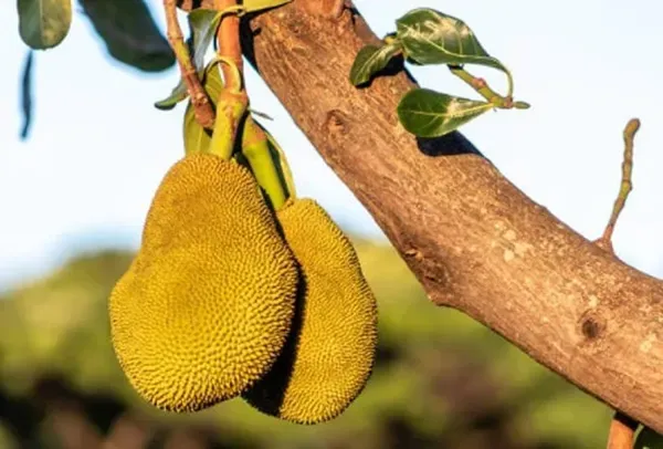 Seedless_Jackfruit_Organic_Plant_For_Home