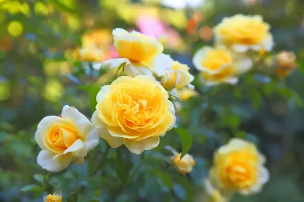 English_Shrub_Yellow_Organic_Plant