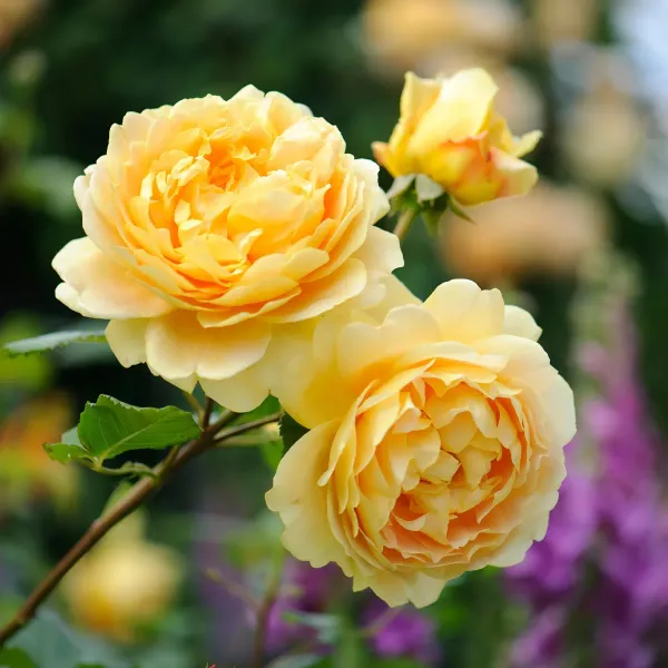 English_Shrub_Yellow_Organic_Plant