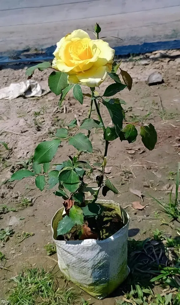 English_Shrub_Yellow_Organic_Plant