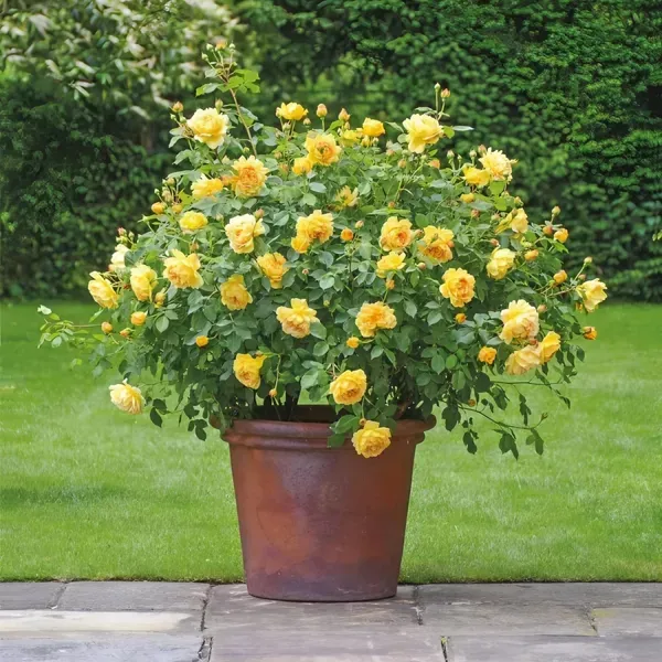English_Shrub_Yellow_Organic_Plant