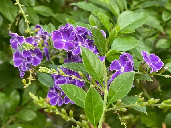 Duranta_Flower___Organic_Plant_For_Home