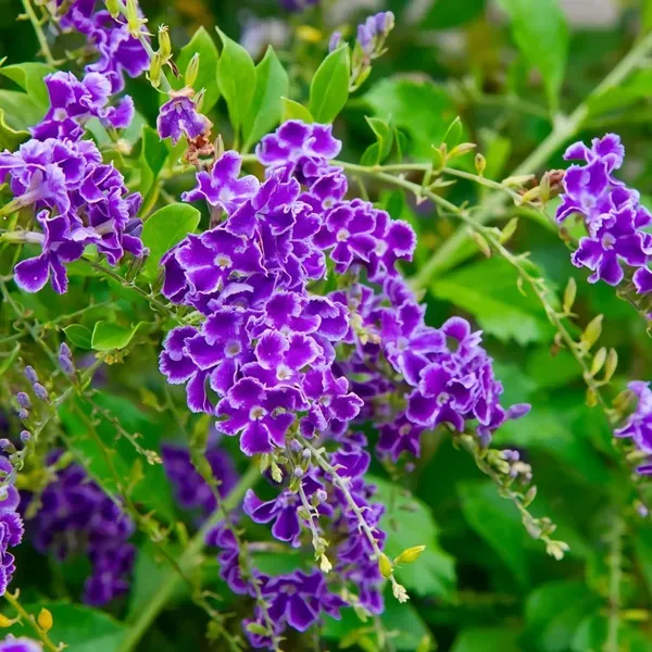 Duranta_Flower___Organic_Plant_For_Home