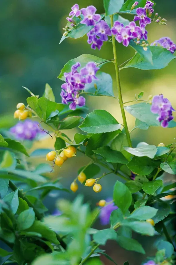 Duranta_Flower___Organic_Plant_For_Home