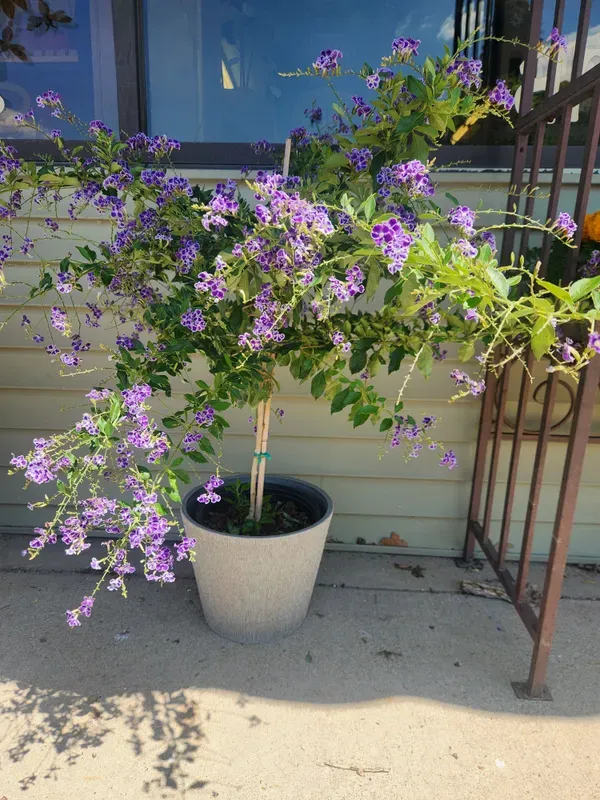Duranta_Flower___Organic_Plant_For_Home