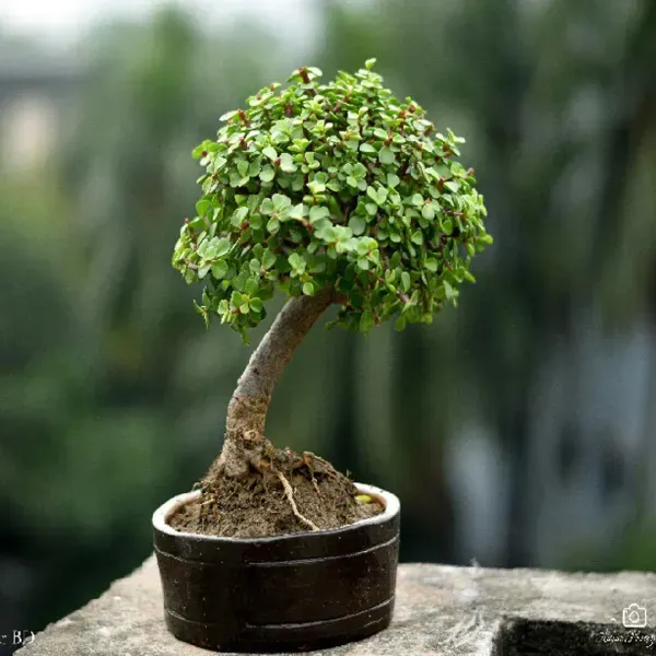 Zade___Organic_Plant_For_Home_Gardening