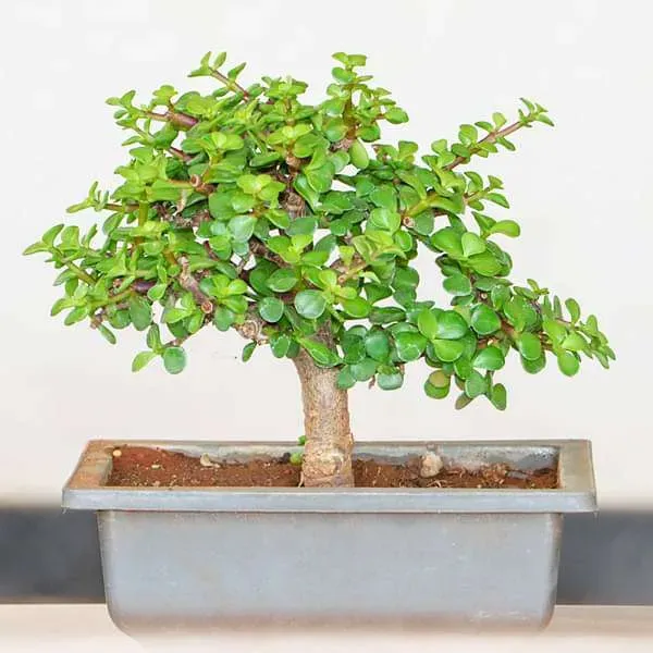 Zade___Organic_Plant_For_Home_Gardening