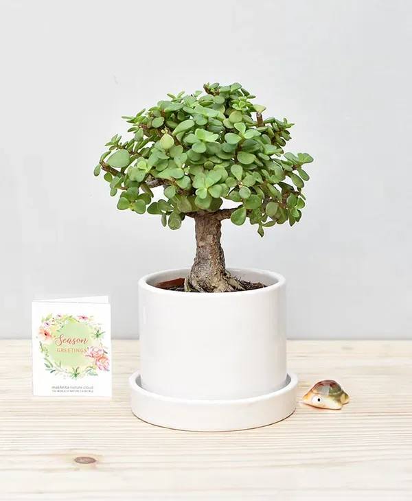 Zade___Organic_Plant_For_Home_Gardening