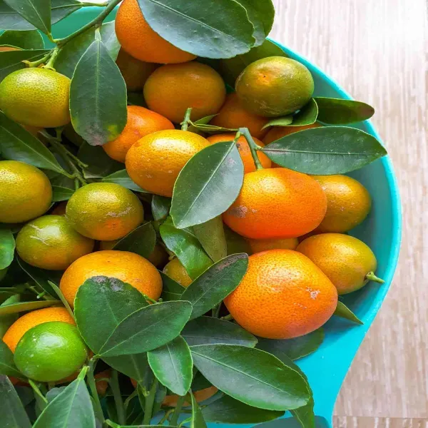 Mansi_Sweet_Orange_Organic_Plant