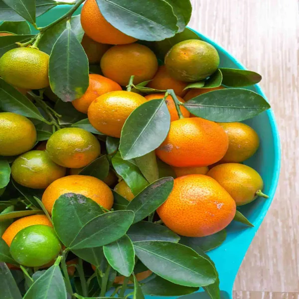 Mansi_Sweet_Orange_Organic_Plant