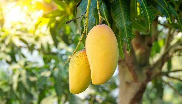 Amrapali_Mango___Organic_Plant_For_Home