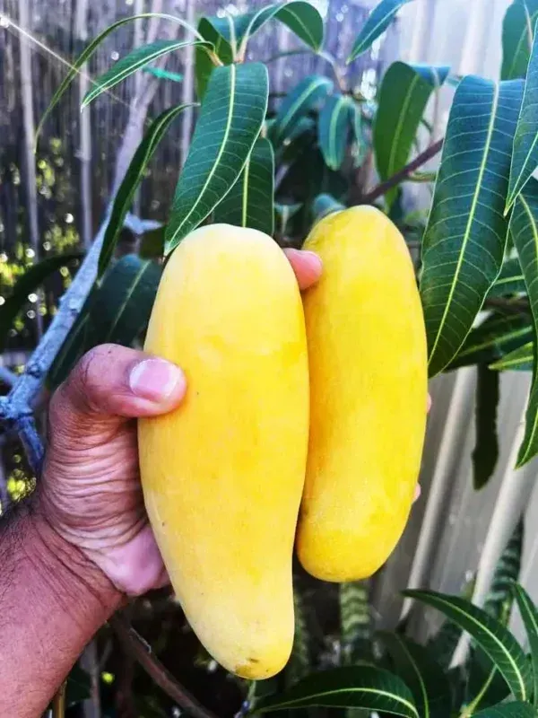 Amrapali_Mango___Organic_Plant_For_Home