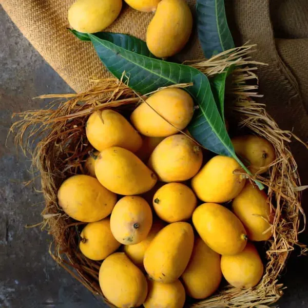 Amrapali_Mango___Organic_Plant_For_Home