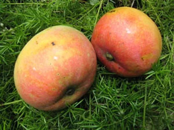 Apple_Mango_Organic_Plant_Ornamental
