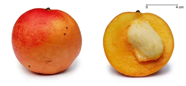 Apple_Mango_Organic_Plant_Ornamental