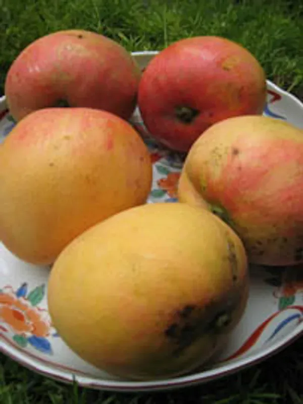 Apple_Mango_Organic_Plant_Ornamental
