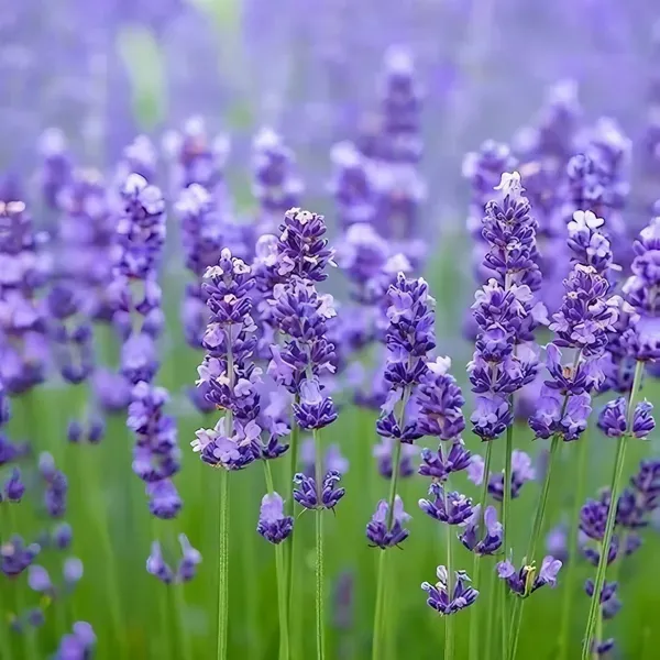Lavender_Plant_Home_Garden_Organic