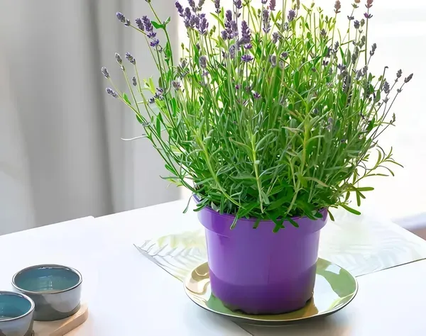 Lavender_Plant_Home_Garden_Organic