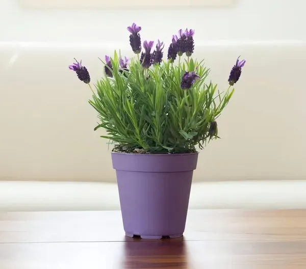 Lavender_Plant_Home_Garden_Organic