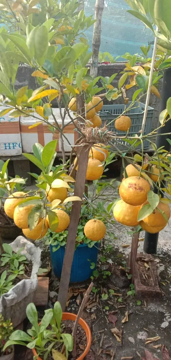 Darjeeling_Gaint_Orange_Organic_Plant