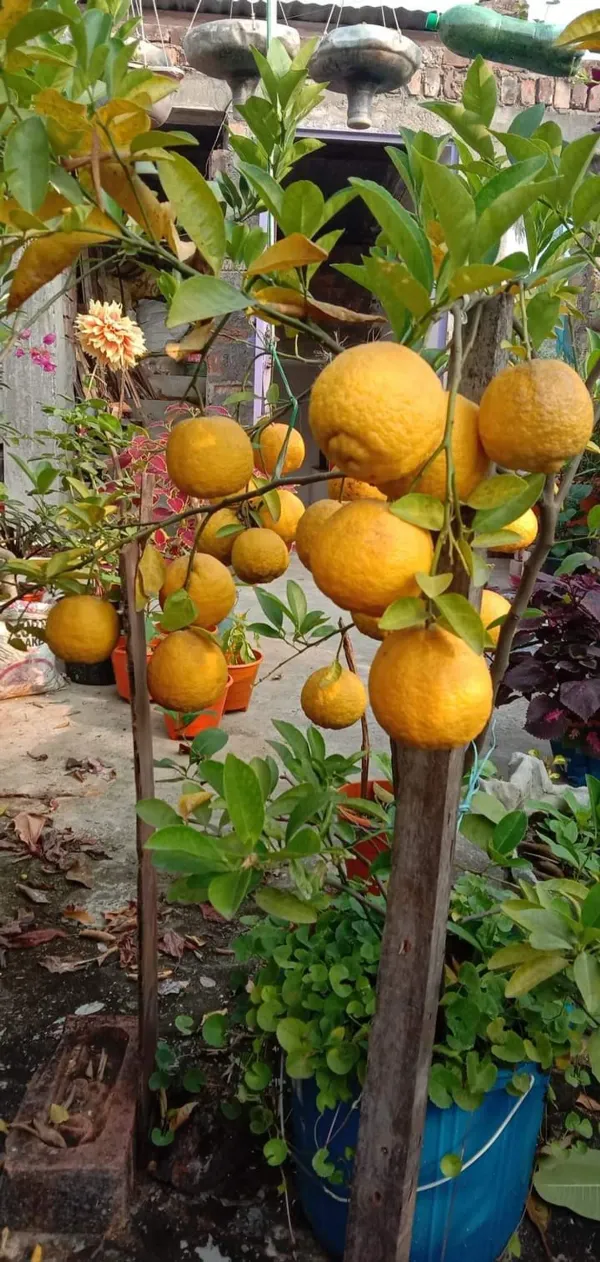 Darjeeling_Gaint_Orange_Organic_Plant