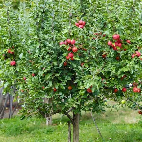 Dwarf_Yeilding_Apple_Plant_Organic