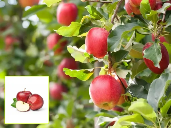 Dwarf_Yeilding_Apple_Plant_Organic