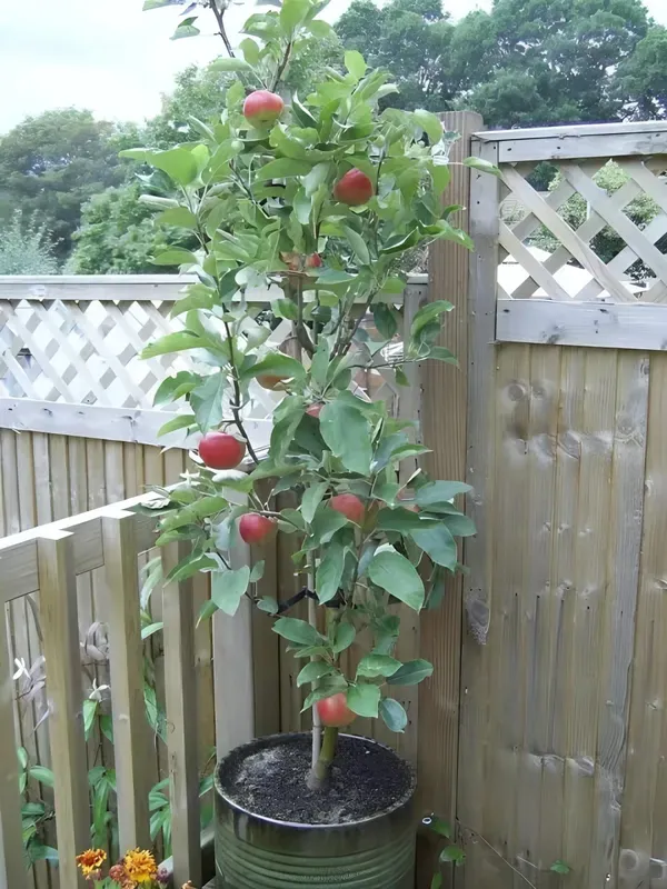 Dwarf_Yeilding_Apple_Plant_Organic