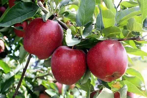 Dwarf_Yeilding_Apple_Plant_Organic