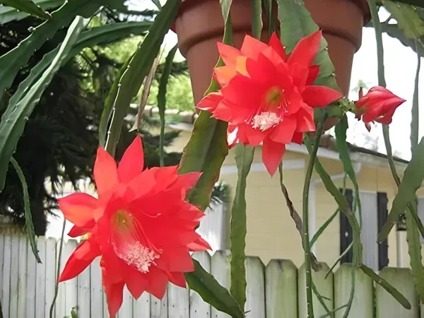 Bramha_Kamal_Organic_Brahma_Plant